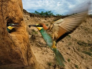 colibri hranindu-se in zbor