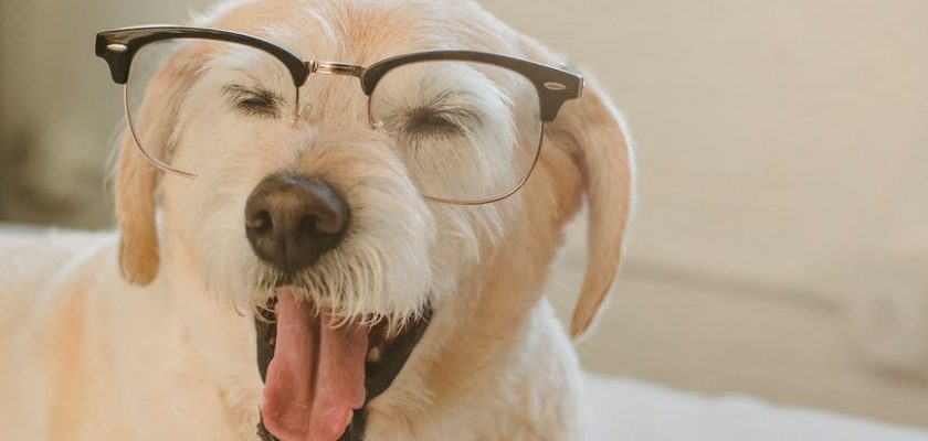 cute dog in glasses yawning on bed